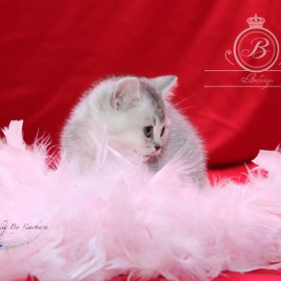 Peanut's of British Archanges