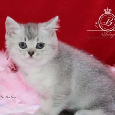 Peanut's of British Archanges