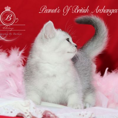 Peanut's of British Archanges