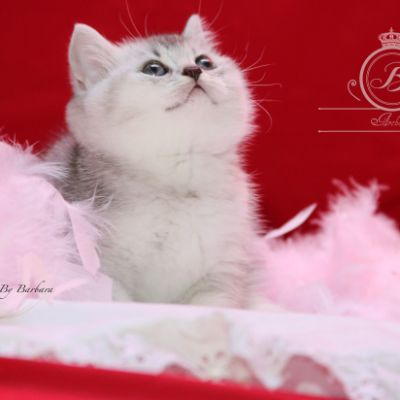 Peanut's of British Archanges