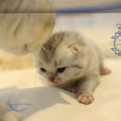 Tchoupi Of british Archanges