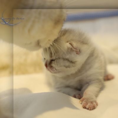 Tchoupi Of british Archanges