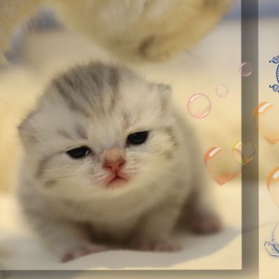 Tchoupi Of british Archanges