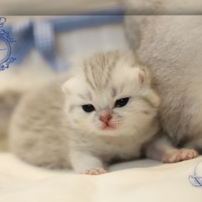 Tchoupi Of british Archanges