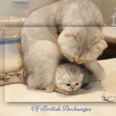 Tchoupi Of british Archanges