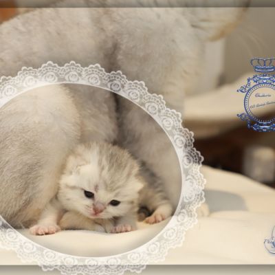 Tchoupi Of british Archanges