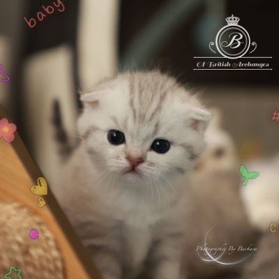 Tchoupi Of british Archanges