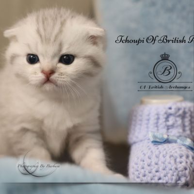 Tchoupi Of british Archanges