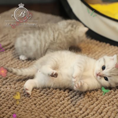 Tchoupi Of british Archanges