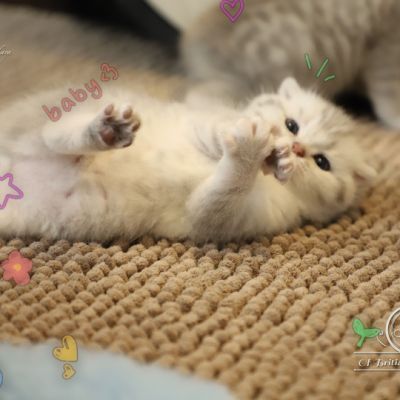 Tchoupi Of british Archanges