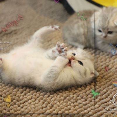 Tchoupi Of british Archanges