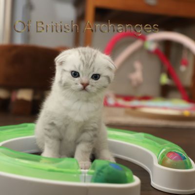 Tchoupi Of british Archanges