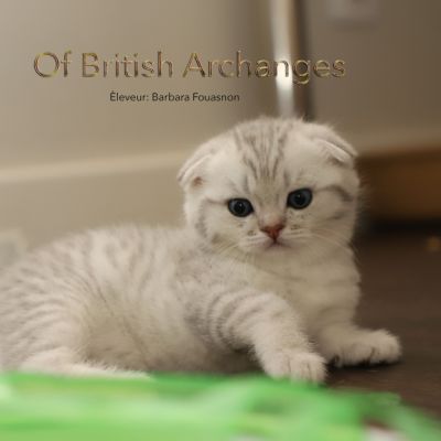 Tchoupi Of british Archanges