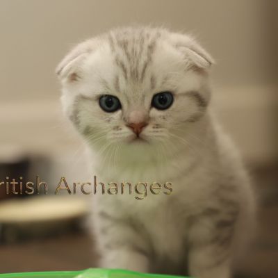 Tchoupi Of british Archanges