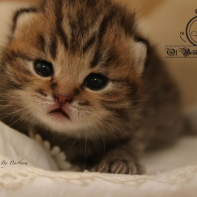 Rothchild Of British Archanges