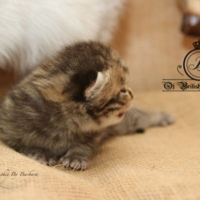 Rothchild Of British Archanges