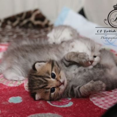 Rothchild Of British Archanges