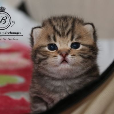 Rothchild Of British Archanges