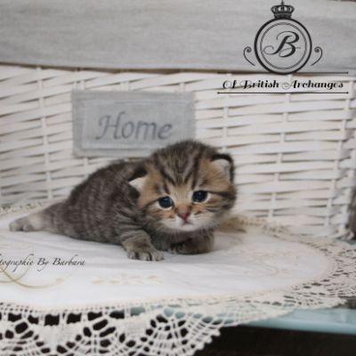 Rothchild Of British Archanges