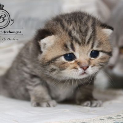 Rothchild Of British Archanges