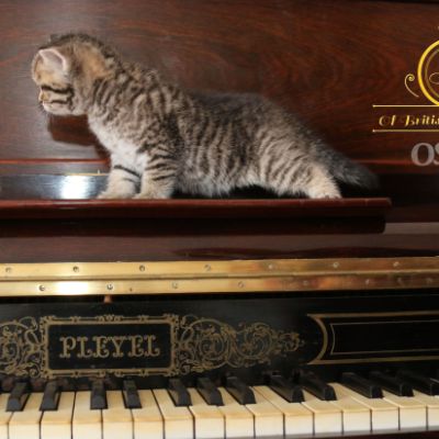 Rothchild Of British Archanges