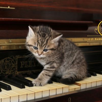 Rothchild Of British Archanges