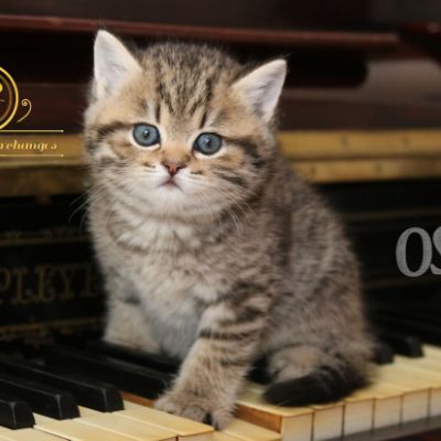 Rothchild Of British Archanges