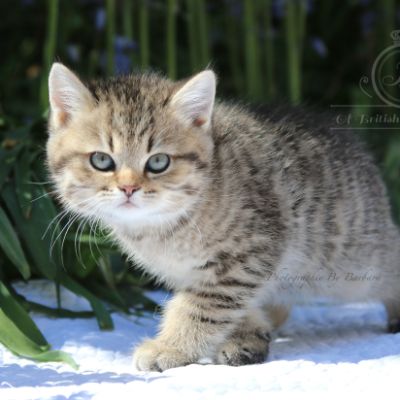 Rothchild Of British Archanges