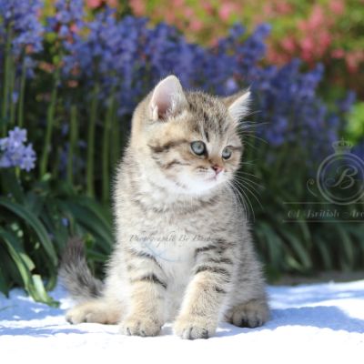 Rothchild Of British Archanges