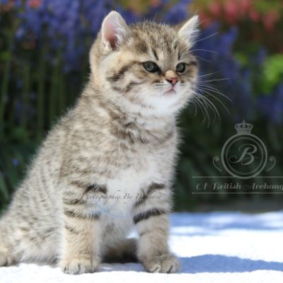 Rothchild Of British Archanges