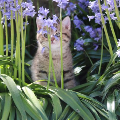 Rothchild Of British Archanges