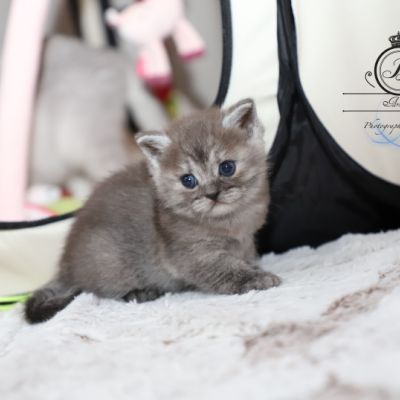 Scalie Of British Archanges