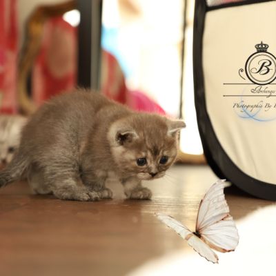 Scalie Of British Archanges