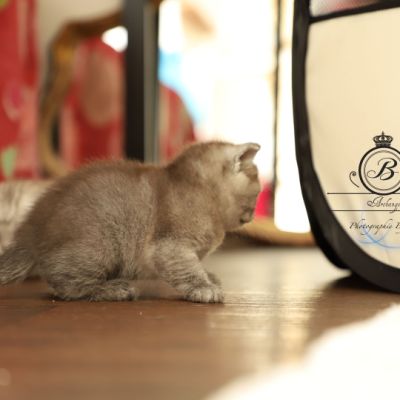 Scalie Of British Archanges