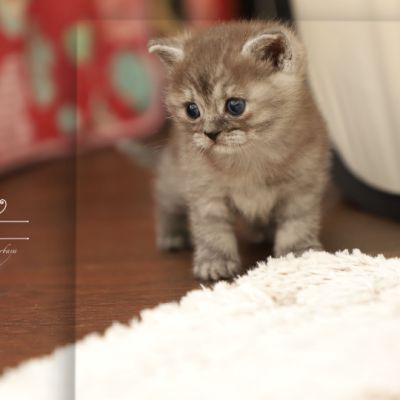 Scalie Of British Archanges