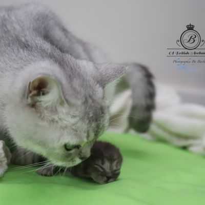 Scalie Of British Archanges