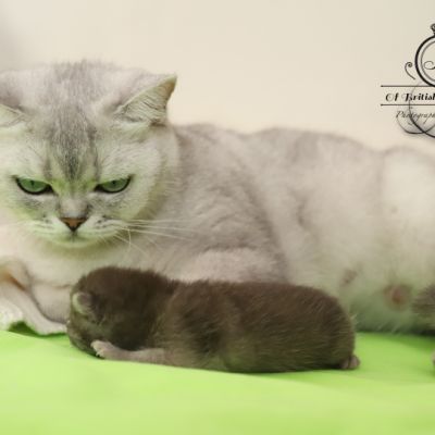 Scalie Of British Archanges