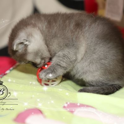 Scalie Of British Archanges