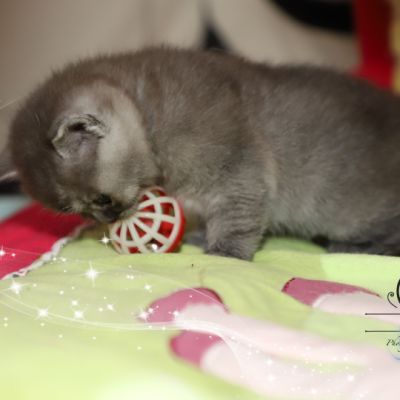 Scalie Of British Archanges