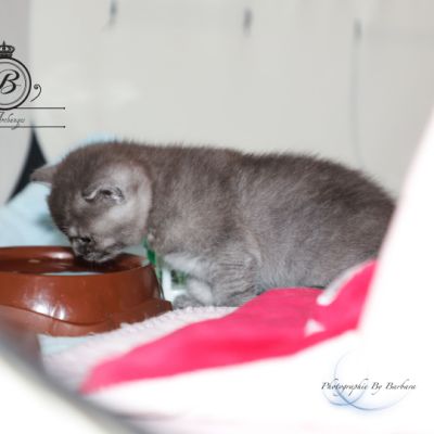 Scalie Of British Archanges