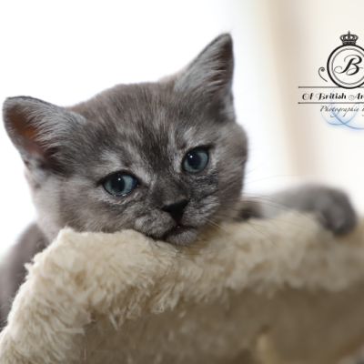 Scalie Of British Archanges