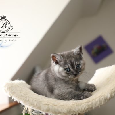 Scalie Of British Archanges