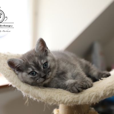 Scalie Of British Archanges