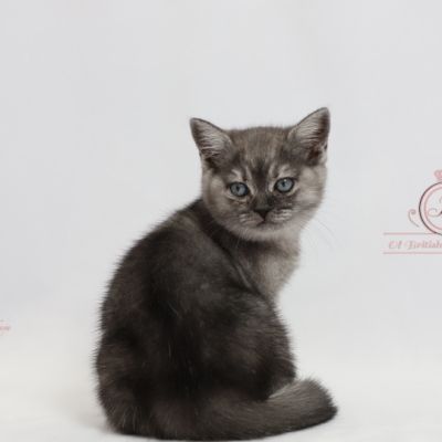 Scalie Of British Archanges