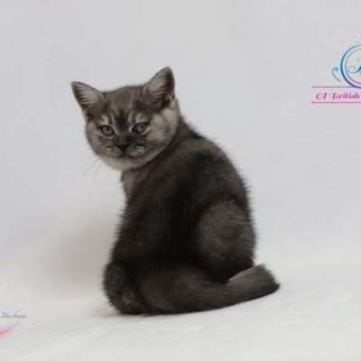 Scalie Of British Archanges