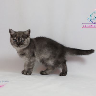 Scalie Of British Archanges