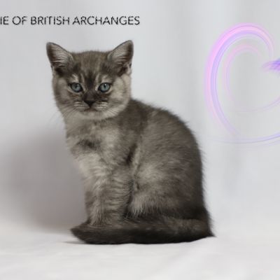 Scalie Of British Archanges