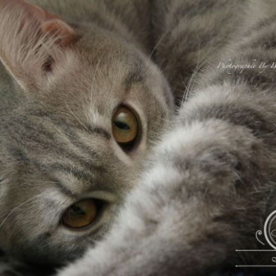 New Blue soit Looping