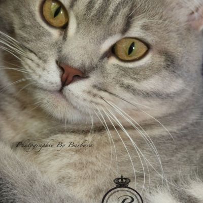 New Blue soit Looping