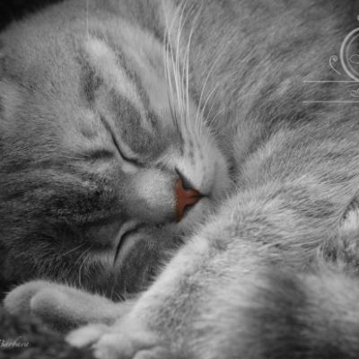 New Blue soit Looping